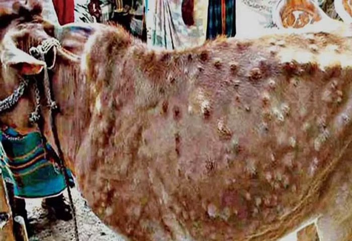 animal disease
