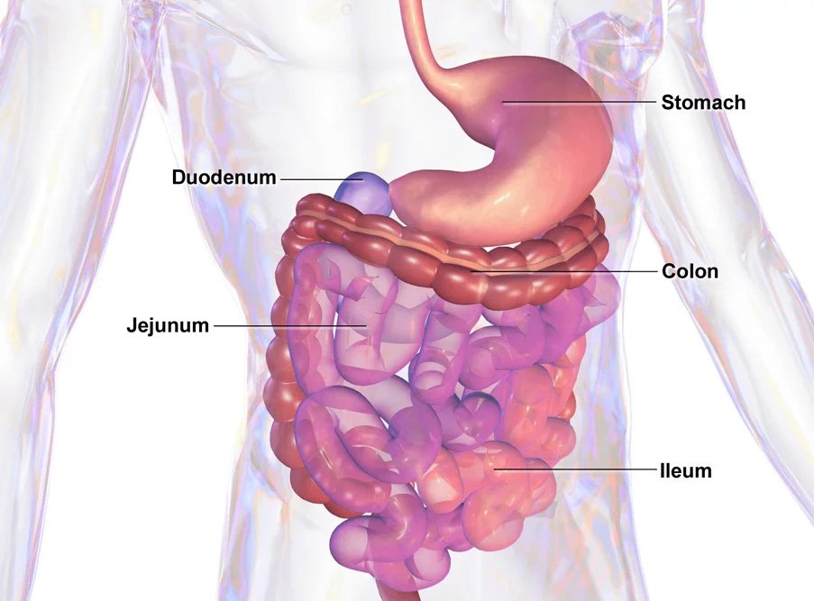 digestive organ
